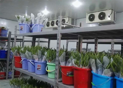 鮮花保鮮好色先生看片APP建造